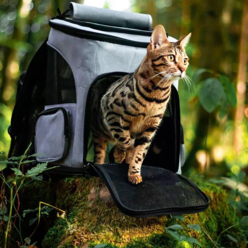 Comfortable Cat Backpack with Viewing Window