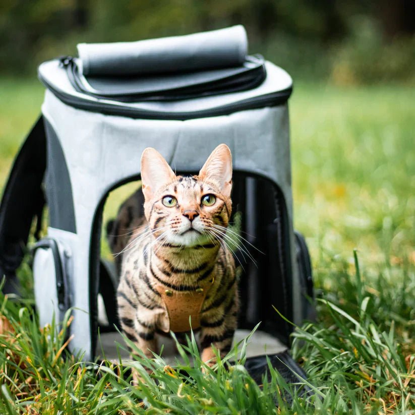 Comfortable Cat Backpack with Viewing Window