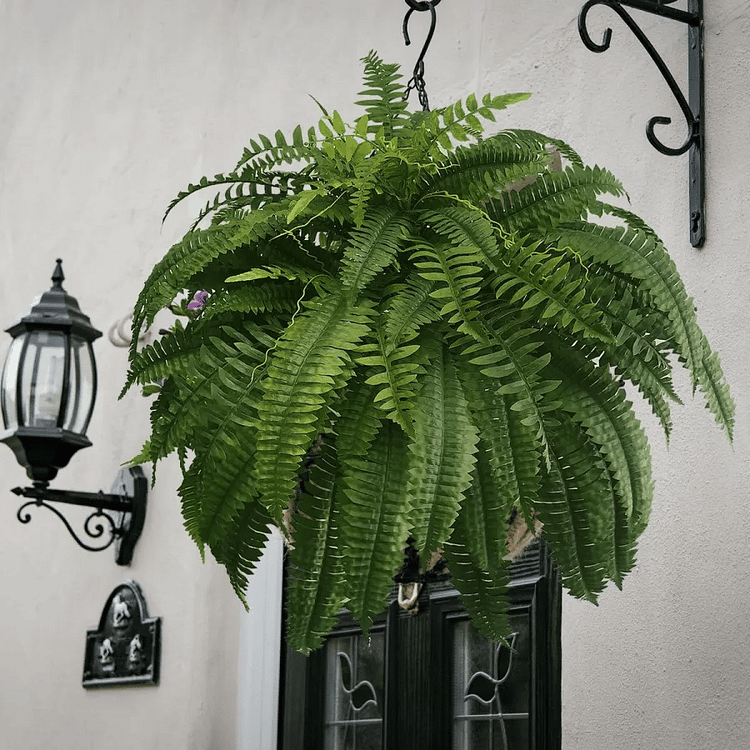 UV-Resistant Outdoor Greenery