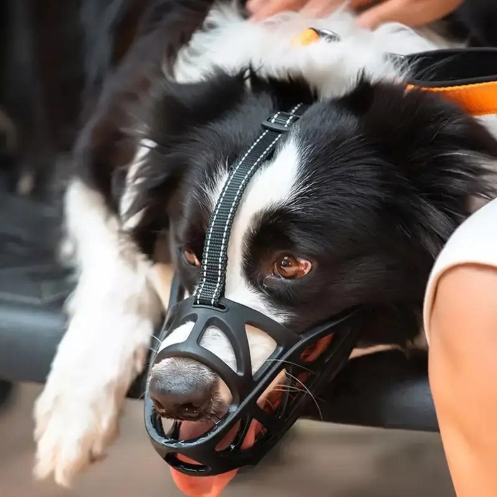 Gentle Dog Muzzle for Safe Everyday Situations