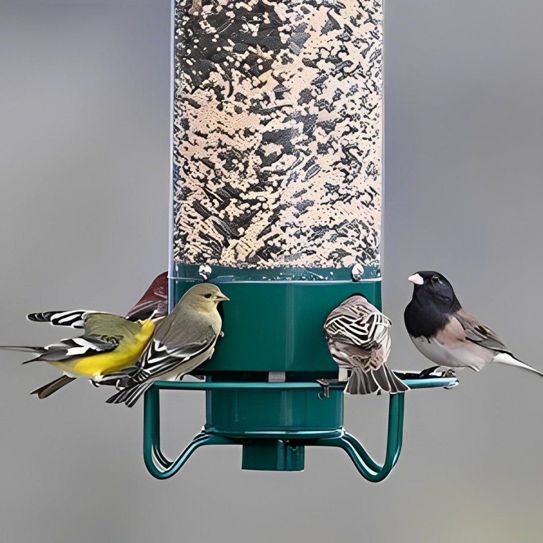 Squirrel-Proof Bird Feeder for Effortless Backyard Birdwatching