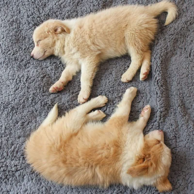 Premium Pet Fleece Blanket