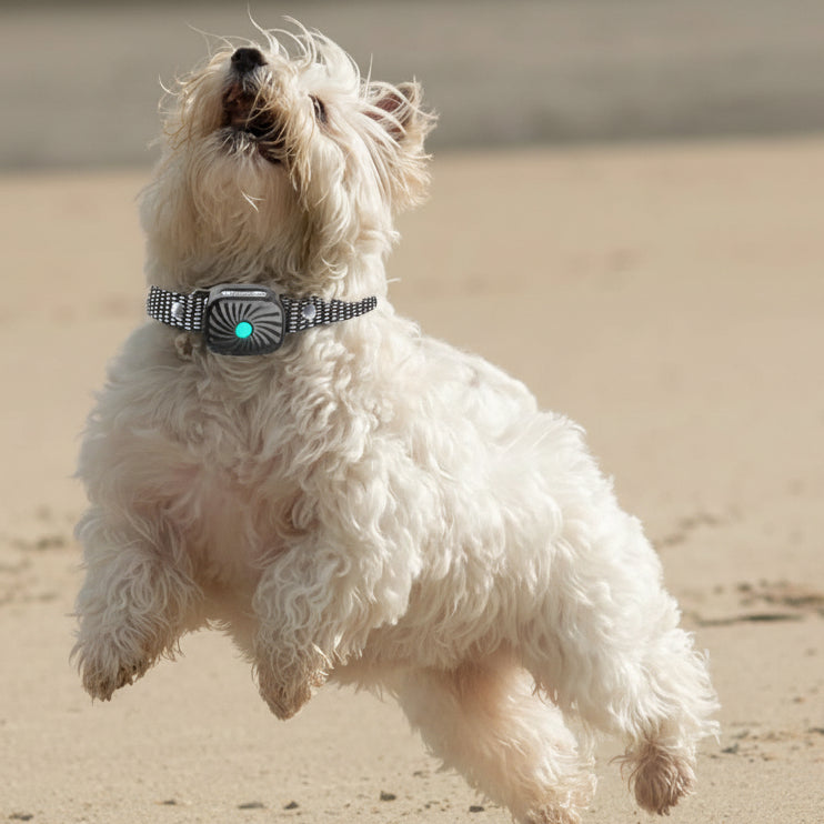 Gentle Anti-Bark Collar with Sound & Vibration for Small Dogs
