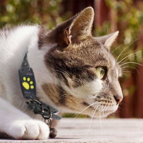 GPS Tracker for Cats – Real-Time Location Tracking Without Subscription