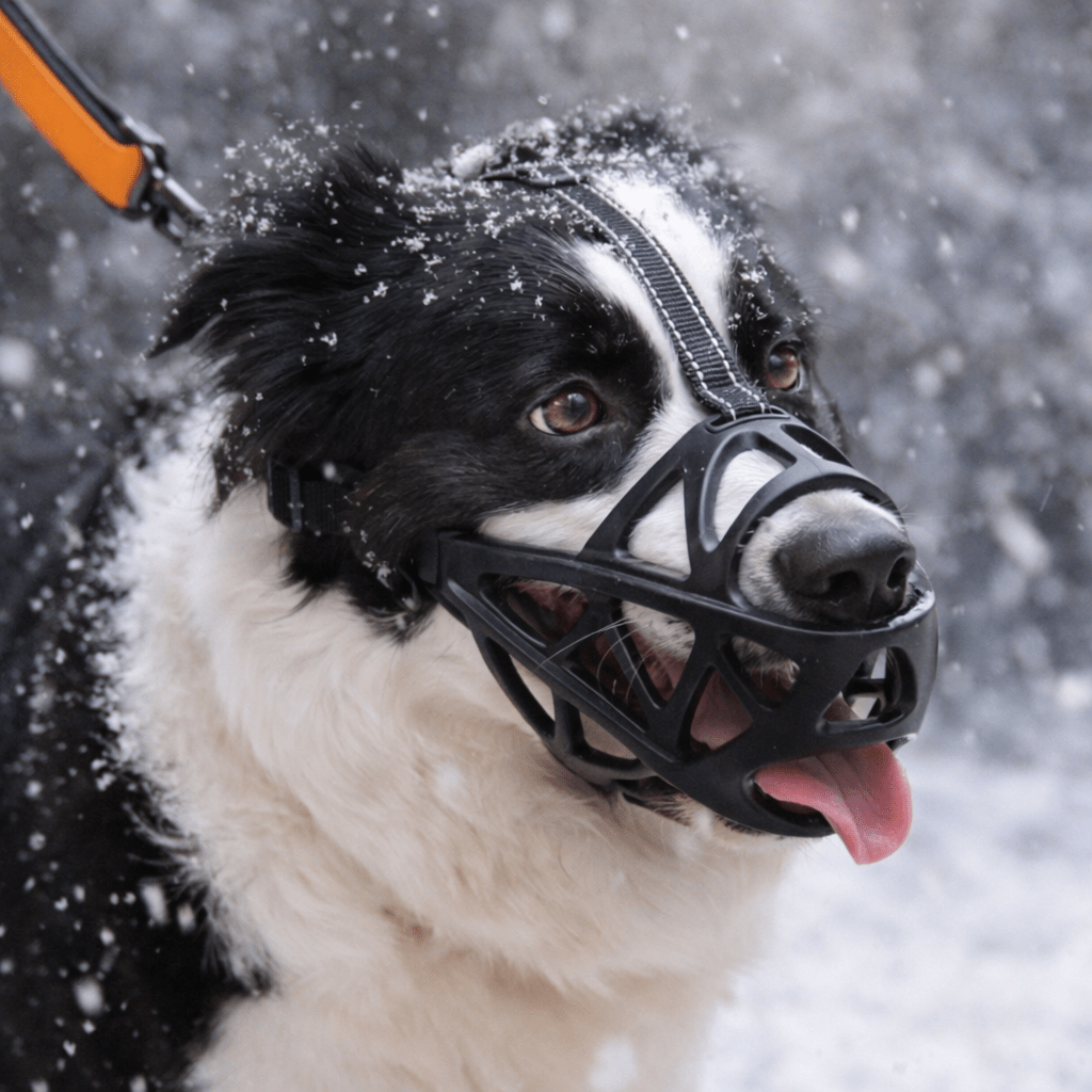 Gentle Dog Muzzle for Safe Everyday Situations