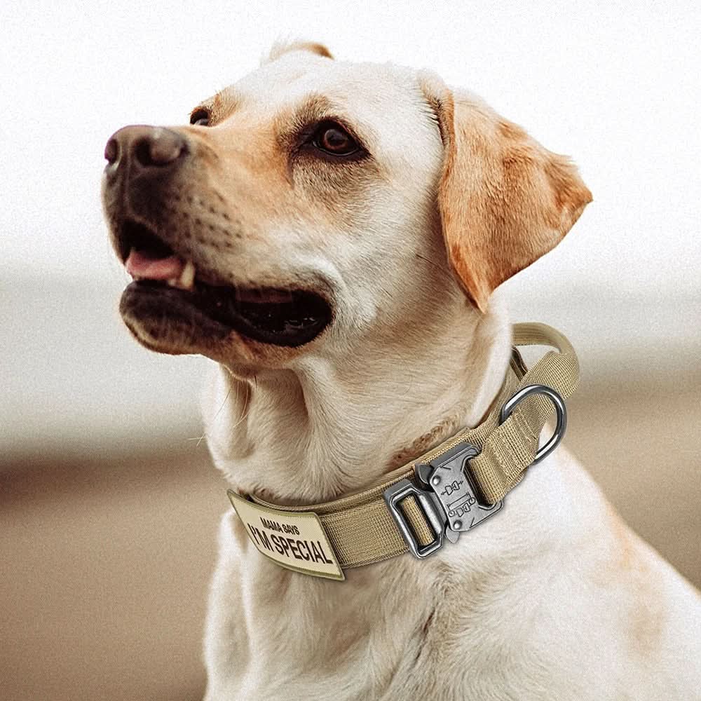 Durable Adjustable Dog Collar Set – Ideal for Training and Everyday Use